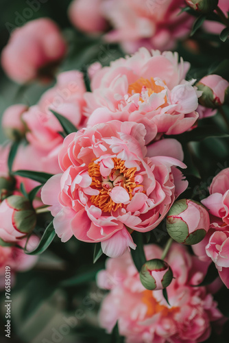 Beautiful pink peonies