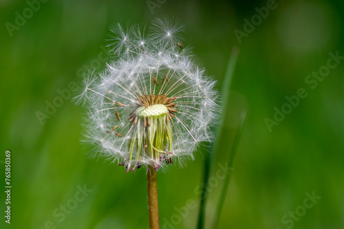 Common dandelion Taraxacum officinale faded flowers looks like snow ball  ripe cypselae fruits