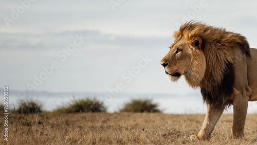Lion King Walking photo. Good looking hair 
