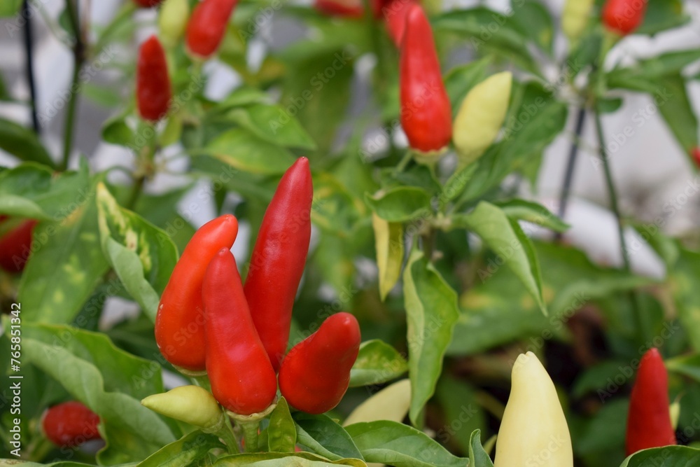 Bright red chilli peppers, capsicum annuum red pepper plant. Bright red chilli peppers, capsicum annuum red pepper plant.