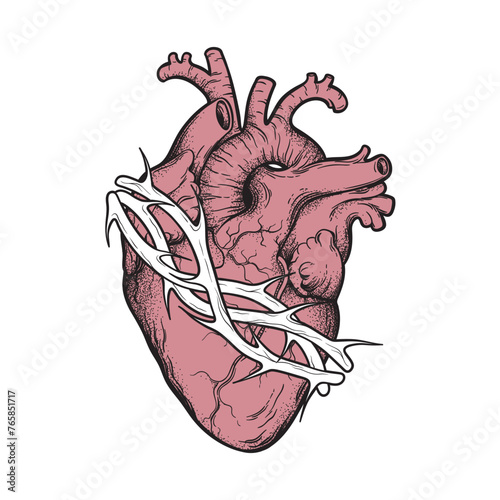Human heart in thorns anatomically correct hand drawn line art and dotwork. Flash tattoo or print design vector illustration.