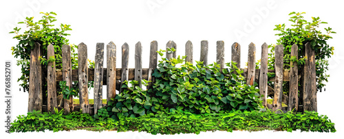 Old weathered wooden picket fence covered in foliage, cut out photo