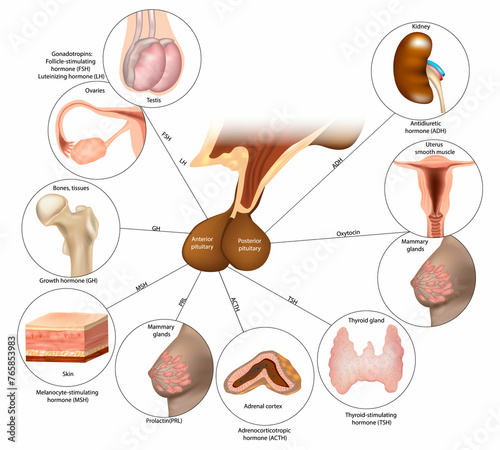Pituitary Gland. Endocrine System. The posterior lobe and  anterior pituitary regulates several physiological processes by secreting hormones. 