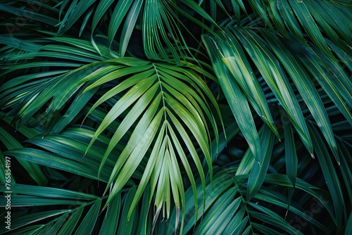 Large green palm leaf texture background