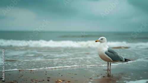 Solitary Seagull Standing at Beach