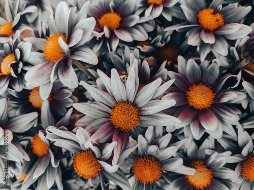 Cinematic flower background looks vintage scene. Chrysanthemum daisy flowers
