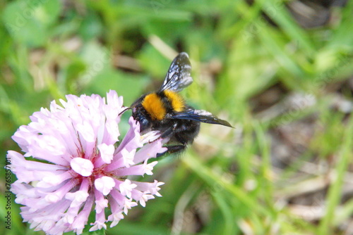 Bumble bee on a pink clover flower in Cotacachi, Ecuador