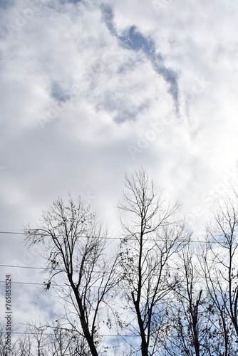 Clouds Over Bare Trees © Steve