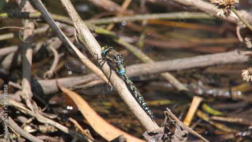 Blue dragonfly perched on a twig in Cotacachi, Ecuador