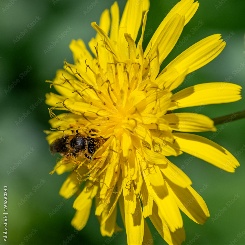 Baille en plein travail, butinant des fleurs de pissenlit Baille en plein travail, butinant des fleurs de pissenlit