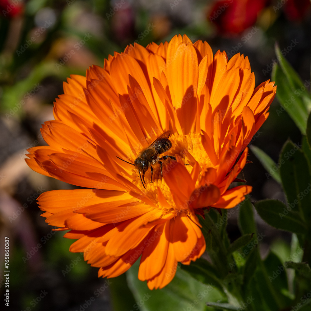Baille en plein travail, butinant des fleurs de pissenlit Baille en plein travail, butinant des fleurs de pissenlit