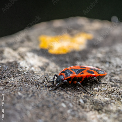 Un insecte gendarme sur une roche avec de la mousse © Bernard