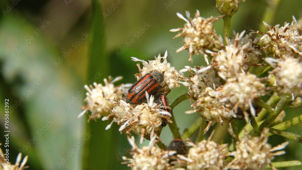 Red and black striped beetle on a cluster of white wildflowers in Cotacachi, Ecuador Red and black striped beetle on a cluster of white wildflowers in Cotacachi, Ecuador