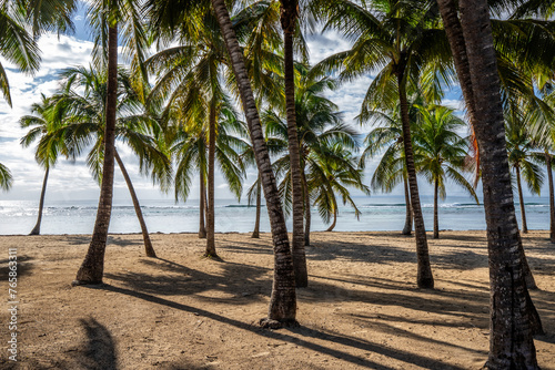 Fototapeta Naklejka Na Ścianę i Meble -  Romantic Caribbean sandy beach with palm trees, turquoise sea. Morning landscape shot at sunrise at Plage de Bois Jolan, Guadeloupe, French Antilles