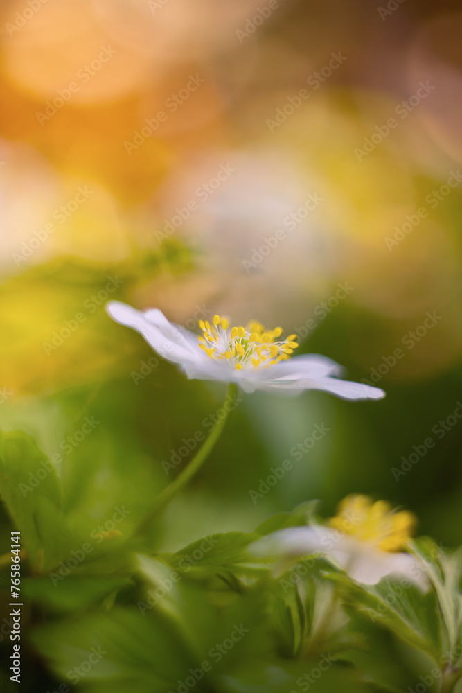 Białe kwiaty wiosenne, zawilec gajowego (Anemone nemorosa)	 - obrazy, fototapety, plakaty 