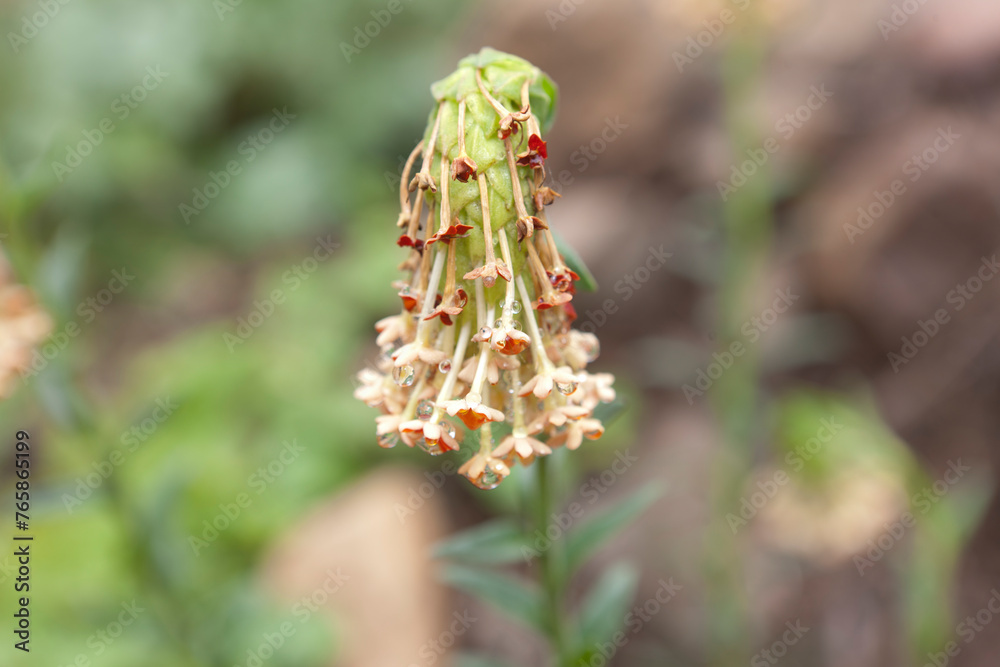 Fototapeta premium Glumicalyx flower close up