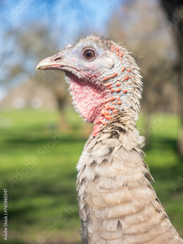 Hen Turkey Outside Closeup Headshot
