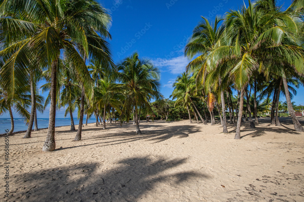 Romantic Caribbean sandy beach with palm trees, turquoise sea. Morning landscape shot at sunrise at Plage de Bois Jolan, Guadeloupe, French Antilles