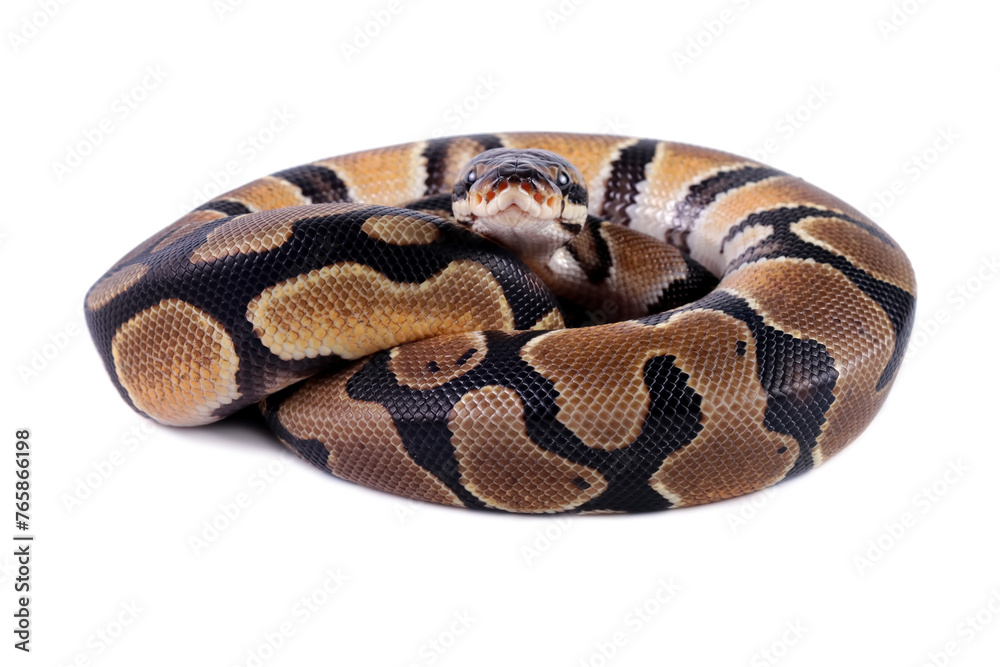 Obraz premium Ball python snake isolated on white, close-up head and skin, python regius