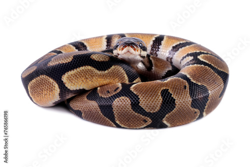 Ball python snake isolated on white, close-up head and skin, python regius