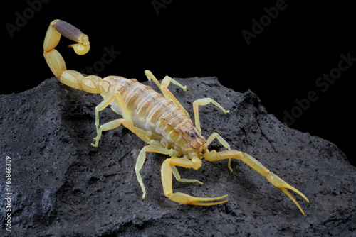 Deathstalker scorpion, High venomous scorpion on rock with black background
