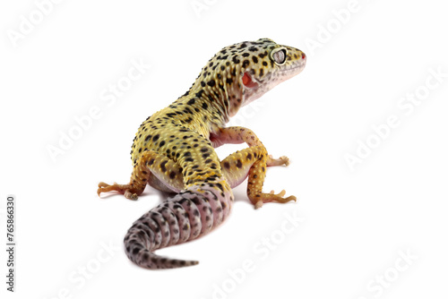 Fat-tailed geckos isolated on white, leopard gecko lizard, eublepharis macularius