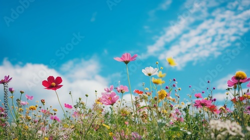 A field of vibrant wildflowers stretching towards the horizon under a clear blue sky