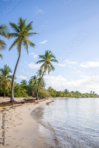 Romantic Caribbean sandy beach with palm trees  turquoise sea. Morning landscape shot at sunrise at Plage de Bois Jolan  Guadeloupe  French Antilles
