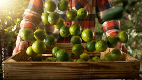 Closeup of Farmer Holding Wooden Crate with Falling Limes.