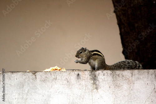 squirrel on the home wall eating bread