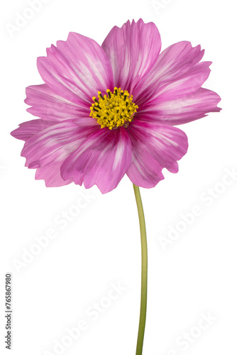 cosmos flower