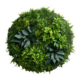 Round green garden wall from tropical plants, cut out
