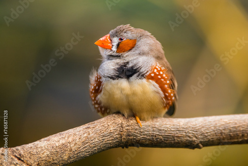 The zebra finches are two species of estrildid finch in the genus Taeniopygia found in Australia and Indonesia.