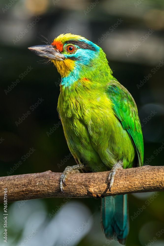 Fototapeta premium The red-throated barbet (Psilopogon mystacophanos) is a species of bird in the family Megalaimidae
