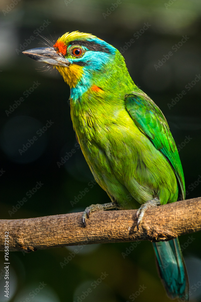 Fototapeta premium The red-throated barbet (Psilopogon mystacophanos) is a species of bird in the family Megalaimidae