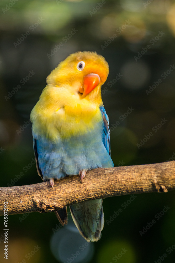 Fischer's lovebird (Agapornis fischeri) is a small parrot species of the genus Agapornis.