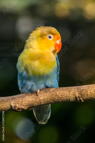 Fischer's lovebird (Agapornis fischeri) is a small parrot species of the genus Agapornis. © lessysebastian