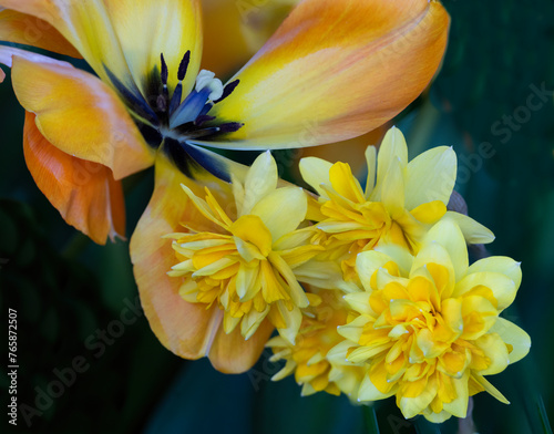 Tulip Daffodil Medley