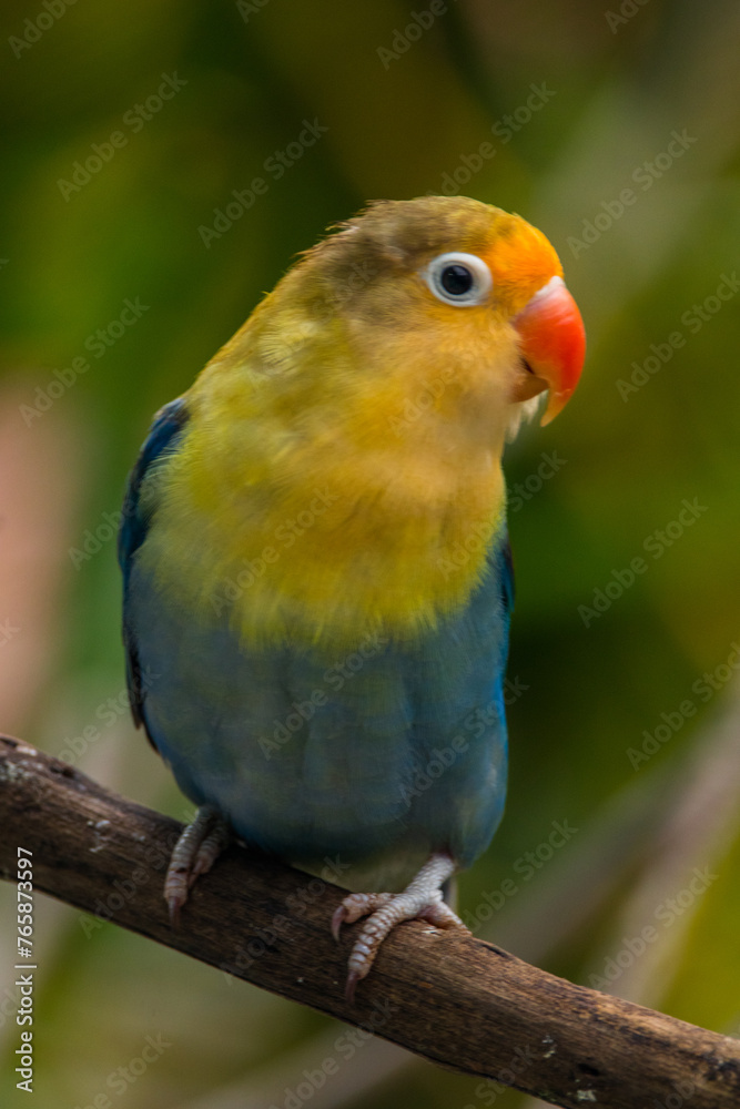 Obraz premium Fischer's lovebird (Agapornis fischeri) is a small parrot species of the genus Agapornis.