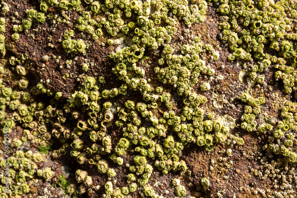 Barnacles in Full Frame Barnacles in Full Frame