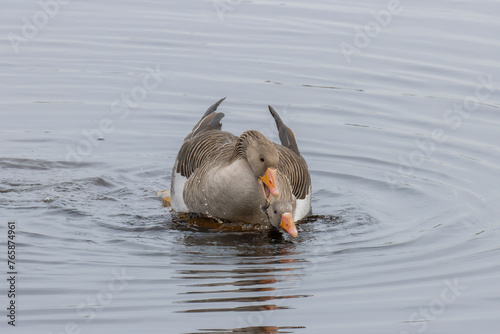 Mating greylag geese, anser anser, in water
