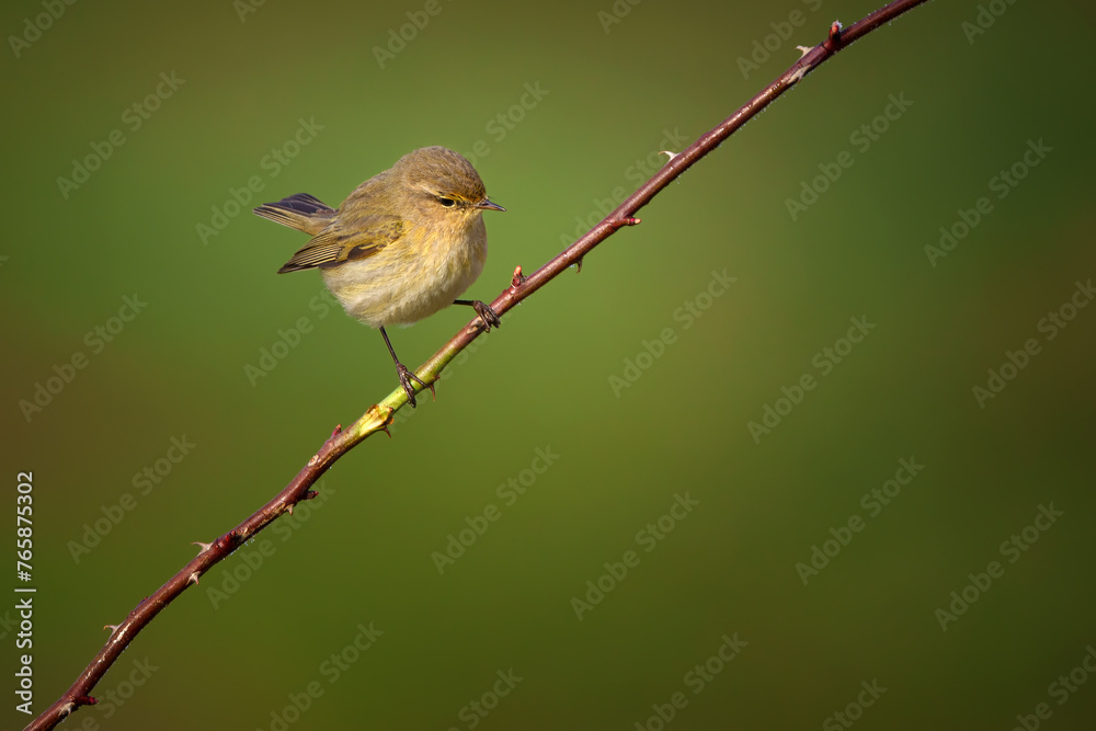 The common chiffchaff - Phylloscopus collybita, is a common and widespread leaf warbler which breeds in open woodlands