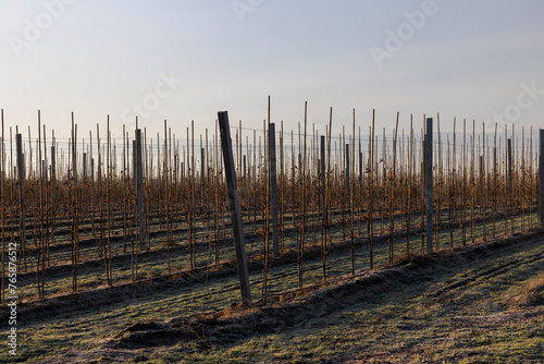 a young apple orchard where trees are planted in rows