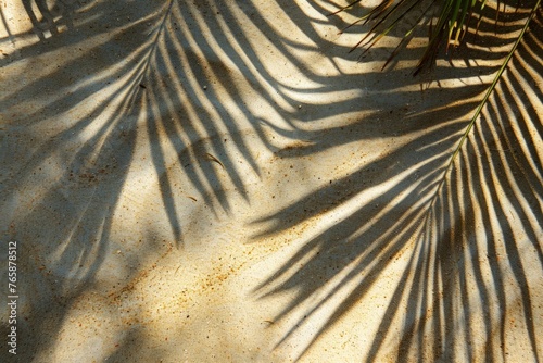 A palm tree is casting a shadow on the ground