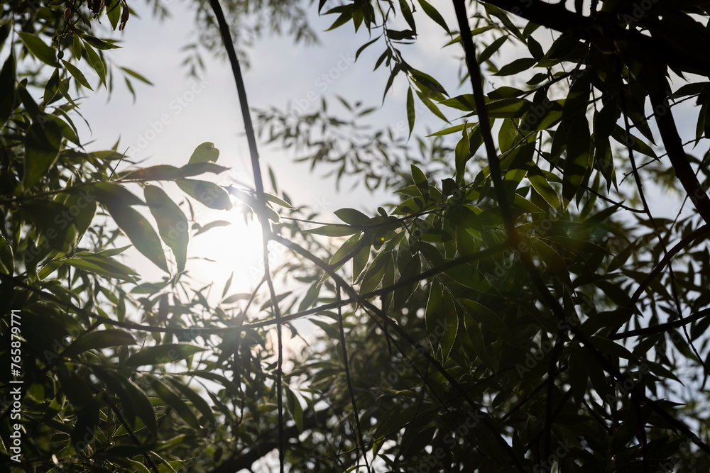 beautiful silver willow tree foliage with green foliage beautiful silver willow tree foliage with green foliage