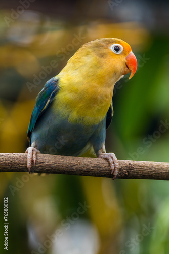 Fischer s lovebird  Agapornis fischeri  is a small parrot species of the genus Agapornis.