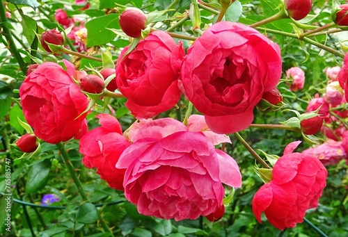 Bedding rose with pink red flowers  - varieties , Pomponella photo