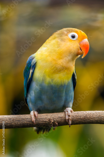 Fischer s lovebird  Agapornis fischeri  is a small parrot species of the genus Agapornis.