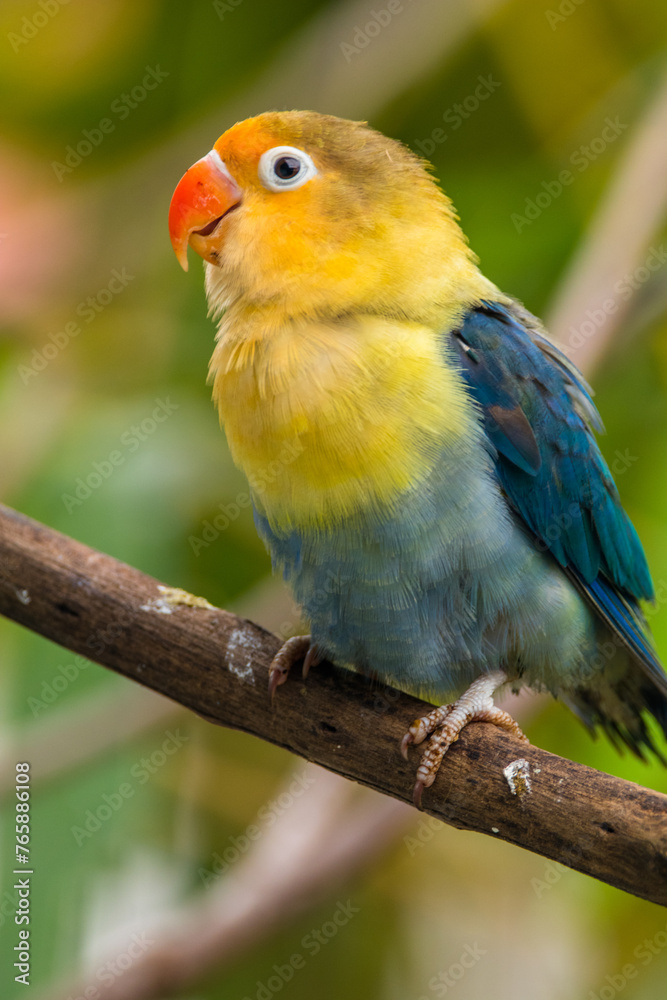 Fischer's lovebird (Agapornis fischeri) is a small parrot species of the genus Agapornis.