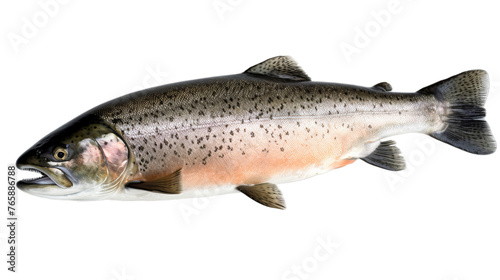An entire salmon isolated on a transparent background